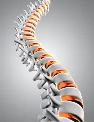 Spine | Family Chiropractic Hamilton